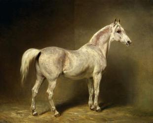 'Beatrice', the white arab saddlehorse of Helmuth Graf von Moltke, 1855 (oil on canvas) | Obraz na stenu