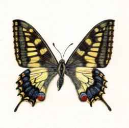 Swallowtail Butterfly, 2005 (w/c on paper) | Obraz na stenu