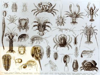 Crustacea and Arachnida (litho) (b/w photo) | Obraz na stenu