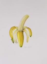 A Half-peeled Banana, 1997 (w/c on paper) | Obraz na stenu