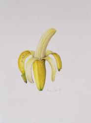 A Half-peeled Banana, 1997 (w/c on paper) | Obraz na stenu