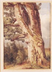 The Oak (oil on canvas) | Obraz na stenu