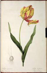 Tulipa gesneriana dracontia, from 'Les Liliacees', 1816 (colour engraving) (see also 46199) | Obraz na stenu