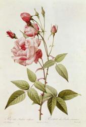 Rosa Indica Vulgaris, from 'Les Roses' by Claude Antoine Thory (1757-1827) engraved by Eustache Hyacinthe Langlois (1777-1837) 1817 (coloured engraving) | Obraz na stenu