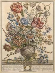 March, from 'Twelve Months of Flowers' by Robert Furber (c.1674-1756) engraved by Henry Fletcher (colour engraving) | Obraz na stenu
