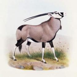 The Gemsbok, from 'The Book of Antelopes', (colour litho) | Obraz na stenu