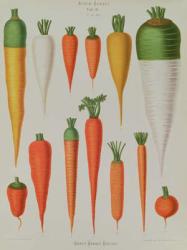 Carrots, Table IV from the 'Album Benary', engraved by G. Severeyns, 1876 (chromolitho) | Obraz na stenu