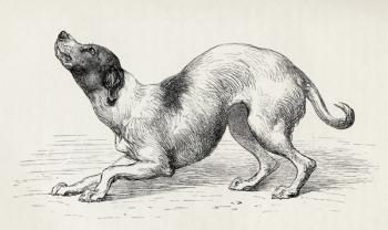 Dog in a humble and affectionate frame of mind, from Charles Darwin's 'The Expression of the Emotions in Man and Animals', 1872 (litho) | Obraz na stenu