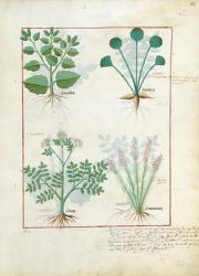 Ms Fr. Fv VI #1 fol.123r Top row: Salt Bush and Anthora. Bottom row: Absinthium and Cardamom, illustration from 'The Simple Book of Medicines' by Mattheaus Platearius (d.c.1161) c.1470 (vellum) | Obraz na stenu