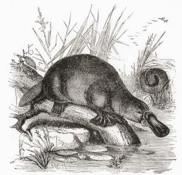 A Duckbilled Platypus, Ornithorhynchus anatinus. From Life, by Sir Arthur E. Shipley, published 1923. | Obraz na stenu