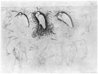 Fourteen egrets, from the The Vallardi Album (pen, ink & w/c on paper) (b/w photo) | Obraz na stenu