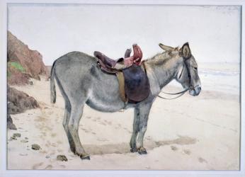 Studies of Animals  (S.Ex.2-1885) | Obraz na stenu