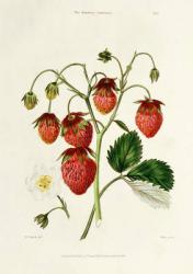 The Roseberry Strawberry, engraved by Watte, pub. by Thomas Kelly, London 1830 (engraving) | Obraz na stenu