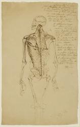 Drawing of a Man's Skeleton (brown pen & ink on paper) | Obraz na stenu