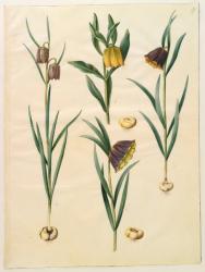 Fritilleria meleagris from the album Gottorfer Codex, c.1650 (gouache on parchment) | Obraz na stenu