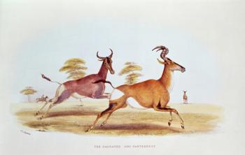 The Sassaybe and the Hartebeest, illustration from 'Wild Sports of South Africa', by W.C. Harris, 1841 (coloured engraving) | Obraz na stenu