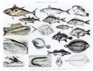 Ichthyology Osseous Fishes (litho) (b/w photo) | Obraz na stenu