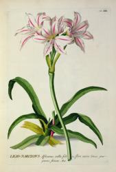 Lilio-Narcissus, Africanus, from 'Plantae Selectae' by Christoph Jakob Trew (1695-1769), published 1750-73 (coloured engraving) | Obraz na stenu