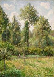 Poplars, Éragny, 1895 (oil on canvas) | Obraz na stenu
