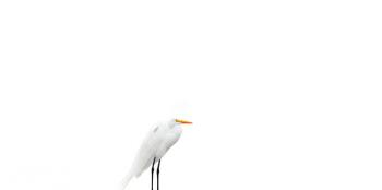 Egret | Obraz na stenu