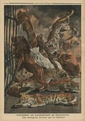 The fire at the Universal Exhibition of Brussels, a menagerie being consumed by the flames, illustration from 'Le Petit Journal', supplement illustre, 28th August 1910 (colour litho) | Obraz na stenu