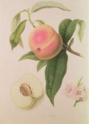 Noblesse Peach | Obraz na stenu
