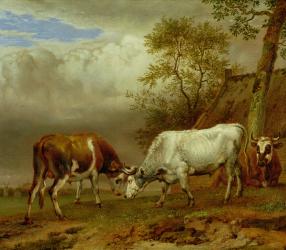 Two Bulls with Locked Horns, 1653 (oil on board) | Obraz na stenu