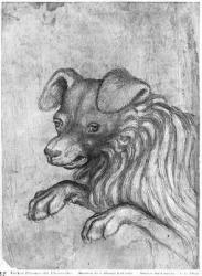 Head of a dog, from the The Vallardi Album (pen & ink on paper) (b/w photo) | Obraz na stenu