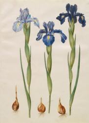 Iris xiphiodes from the album Gottorfer Codex, c.1650 (gouache on parchment) | Obraz na stenu