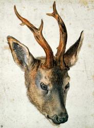 Head of a Roe Deer (pen & ink and w/c on paper) | Obraz na stenu