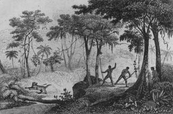 Jaguar Hunt, from 'Bresil, Columbie et Guyanes' by Ferdinand Denis and Cesar Famin 1837(engraving) (b/w photo) | Obraz na stenu