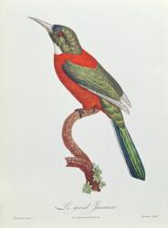 Great Jacamar, engraved by Gromillier (colour engraving) | Obraz na stenu