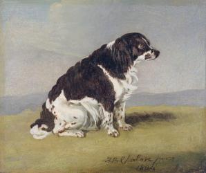 The Duchess of York's Spaniel, 1804 (oil on millboard) | Obraz na stenu