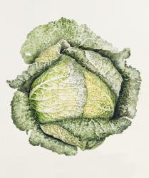 Savoy Cabbage (w/c) | Obraz na stenu