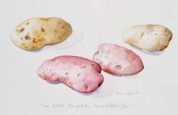 Potato Study, 1993 (w/c) | Obraz na stenu