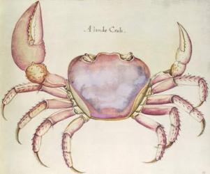 Land Crab (w/c on paper) | Obraz na stenu