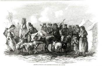 Driving Cattle for Rent between Ouchterard and Galway, from 'The Illustrated London News', 29th December 1849 (litho) (b/w photo) | Obraz na stenu