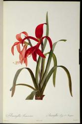 Amaryllis Formosissima, 1808, from `Les Liliacees' by Pierre Redoute, 8 volumes, published 1805-16, (coloured engraving) | Obraz na stenu