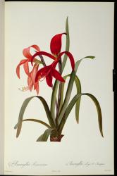 Amaryllis Formosissima, 1808, from `Les Liliacees' by Pierre Redoute, 8 volumes, published 1805-16, (coloured engraving) | Obraz na stenu