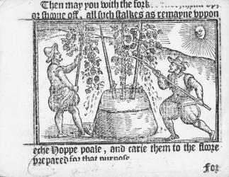 Hop Cultivation, from 'vade mecum, A Perfite Platform of a Hoppe Garden' by Reynolde Scot, 1576 (woodcut) | Obraz na stenu