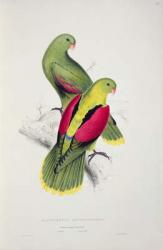 Crimson-Winged Parakeet (colour litho) | Obraz na stenu