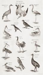 Different types of birds (engraving) | Obraz na stenu