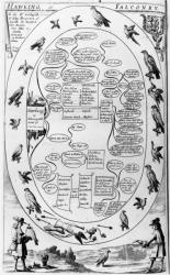 Hawking and Falconry, from 'The Gentleman's Recreation' published by Richard Blome, 1686 (engraving) | Obraz na stenu
