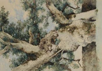 Study for Tree in 'The Rookery', c.1854 (w/c on paper) | Obraz na stenu