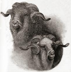 Head of Merino ram compared before and after shearing, from 'The Century Illustrated Monthly Magazine', published 1884 (engraving) | Obraz na stenu