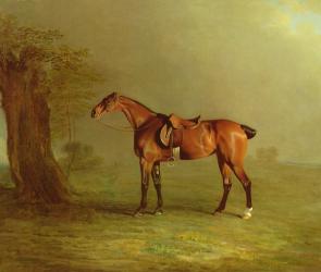 Racehorse (oil on board) | Obraz na stenu