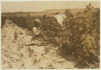 A six year old Polish girl picking berries all day with her family (Scholtz) at Rock Creek near Baltimore, Maryland, 1909 (b/w photo) | Obraz na stenu