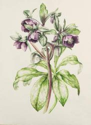 Helleborus Orientalis from Helen Ballard (dark purple flowers) | Obraz na stenu