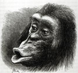 Chimpanzee Disappointed and Sulky (litho) (b/w photo) | Obraz na stenu