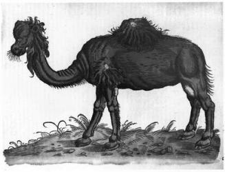 Dromedary, from 'Historial Animalium' by Conrad Gesner (1516-65) 1551 (engraving) (b/w photo) | Obraz na stenu